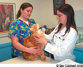 Choosing the Right Cat Scratching Post: Preventing Damage