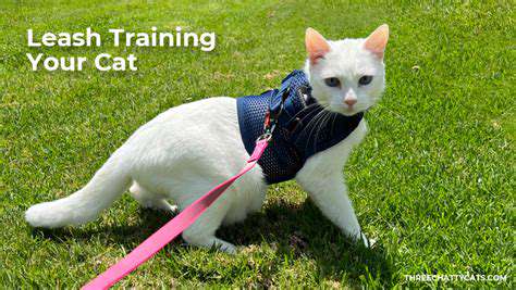 Training Your Cat to Walk on a Leash: A Step by Step Guide