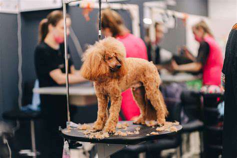 DIY Pet Grooming: Tips and Tricks for Home