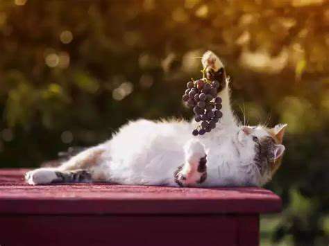 Dangerous Foods for Pets: What to Avoid