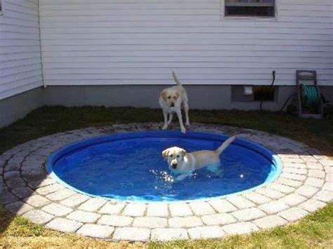 The Benefits of Kiddie Pools for Dogs