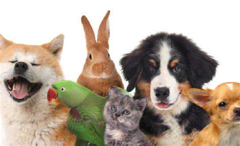Pets for Seniors: Companionship and Well being