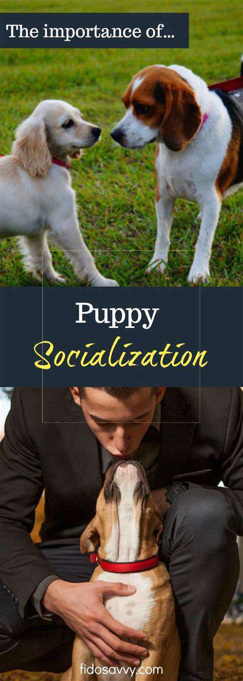 The Benefits of Puppy Socialization Classes