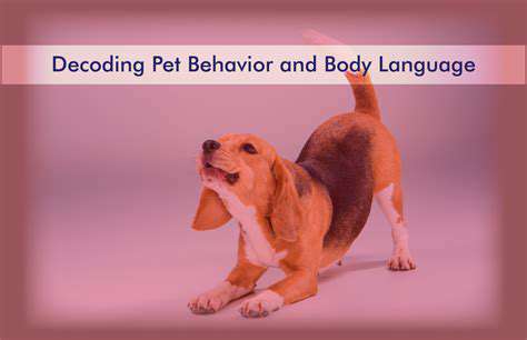 DecodingYourPet'sDailyRoutine:HowAIHelps