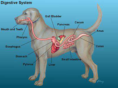 HowDoesFiberBenefitYourPet'sDigestiveSystem?