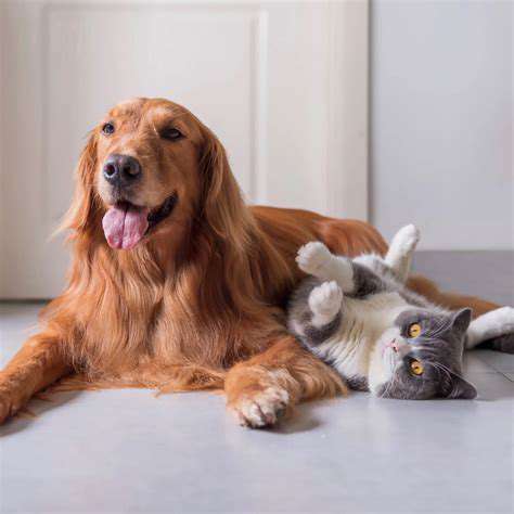 AI Powered Pet Activity Trackers: Personalized Insights
