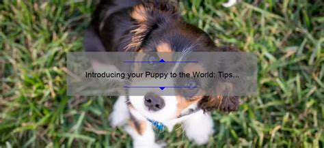 IntroducingYourPuppytotheWorld(SafelyandEffectively)