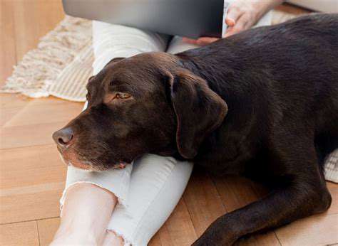 Pet Hospice Services: Providing Comfort at Home