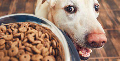 Addressing Mobility Issues in Pets Through Nutrition