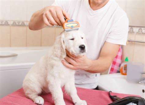 PreparingYourPetforaSmoothGroomingSession