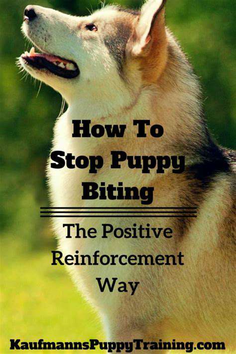 Managing Puppy Biting and Nipping