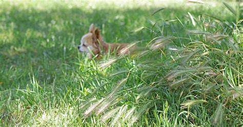 Dealing with Foxtails and Other Summer Plant Dangers