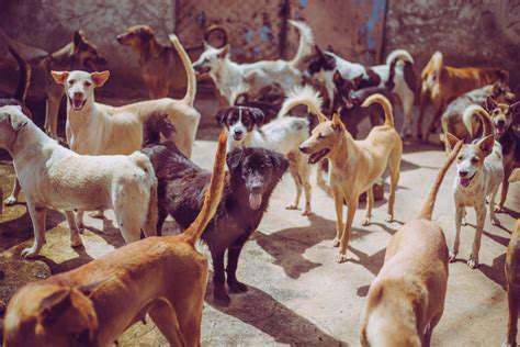 Low Cost Spay/Neuter Clinics: Accessible Services