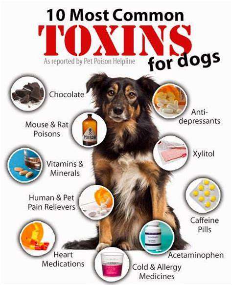 TheToxicEffectsonPets