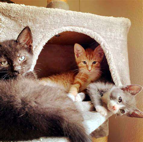 TheUnexpectedAbundanceofLoveandPurrs