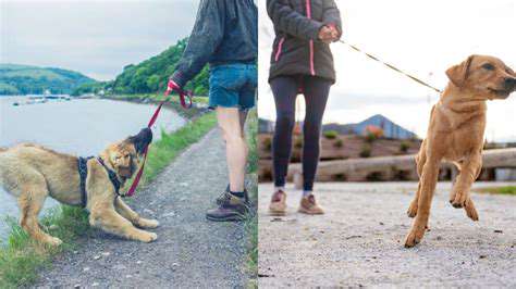 Leash Training Your Dog: Walking with Confidence