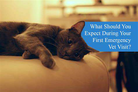 WhattoExpectDuringanEmergencyVetVisit