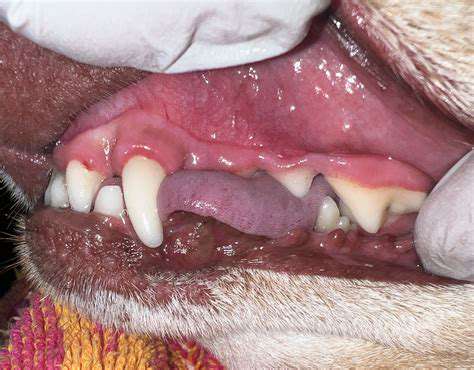 The Benefits of Professional Pet Teeth Cleaning (Non Anesthetic)
