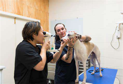 When to Seek a Second Opinion for Your Pet