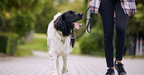 FindingtheRightBalanceforYourPet'sNeeds