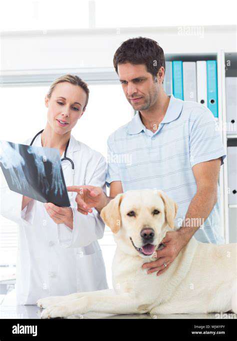 Finding the Best Veterinarian for Your Pet: A Comprehensive Checklist