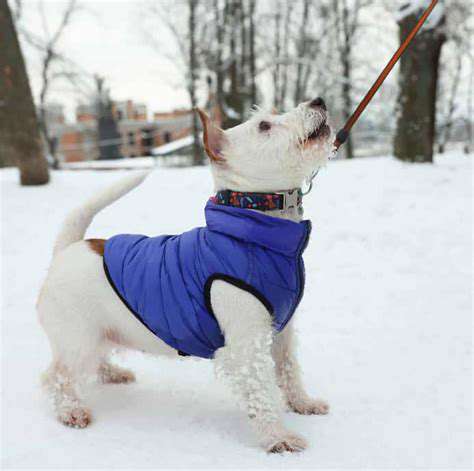 ProtectingYourPet'sPaws:PracticalPreventionStrategies