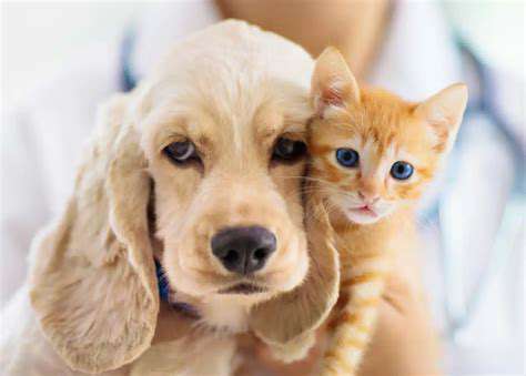 Recognizing the Signs of Pet Illness: Early Detection Saves Lives