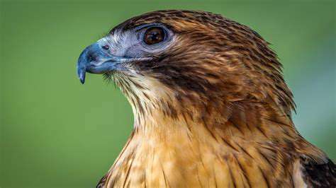 Preventing Pet Escapes and Wildlife Encounters