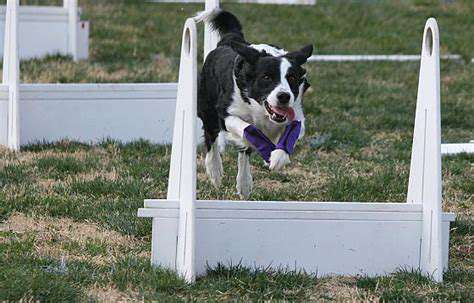 Flyball:AHigh-Energy,High-ImpactSport
