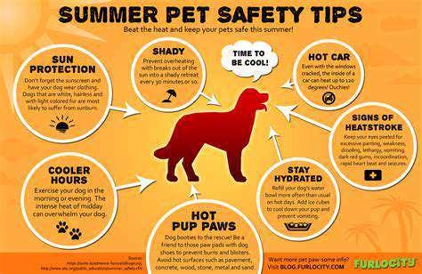 Pet Cooling Collars and Bandanas: Keeping Them Comfortable