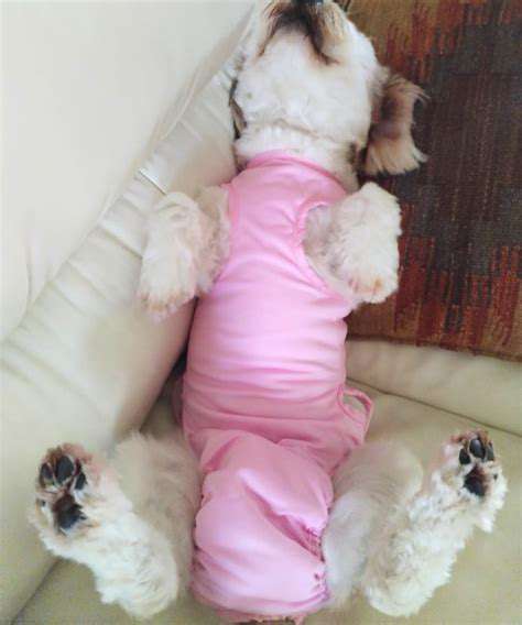 Post-TripCareandRecoveryforYourPet