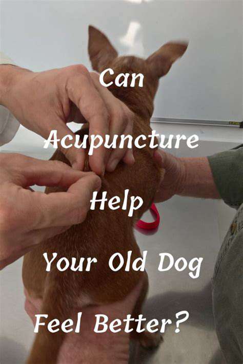 WhatisAcupunctureforSeniorPets?